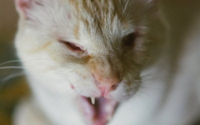 Anophthalmia, Microphthalmia – Cats Without Eyes? FAQs