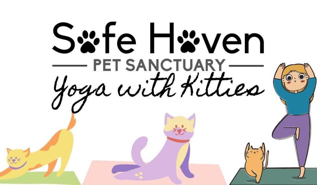 Yoga with Kitties!