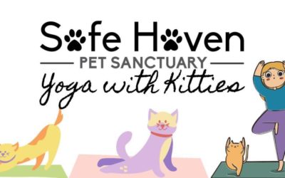 Yoga with Kitties!