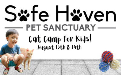 Cat Camp for Kids!