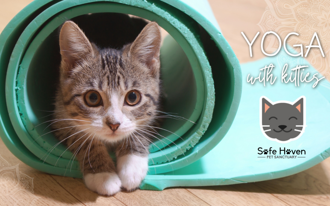 Yoga with Kitties – SOLD OUT