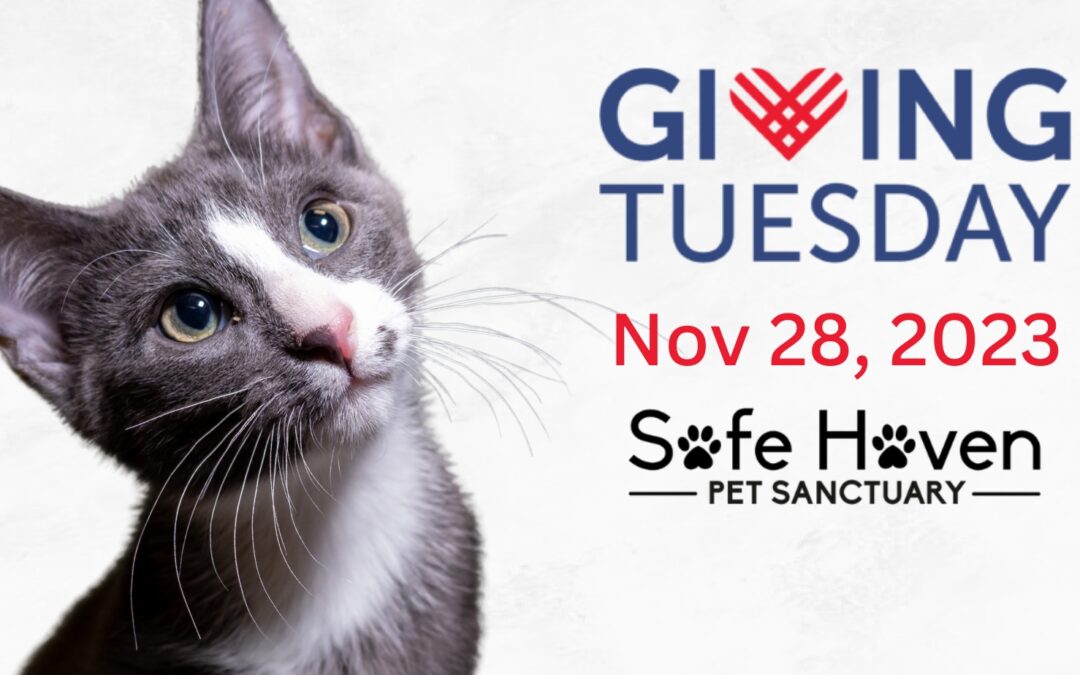Giving Tuesday 2023 with Safe Haven Pet Sanctuary