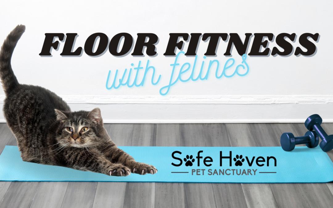 Floor Fitness With Felines